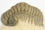 2.8" Crotalocephalina Trilobite - Atchana, Morocco - #201316-1